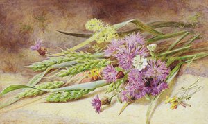 Blé vert et fleurs sauvages